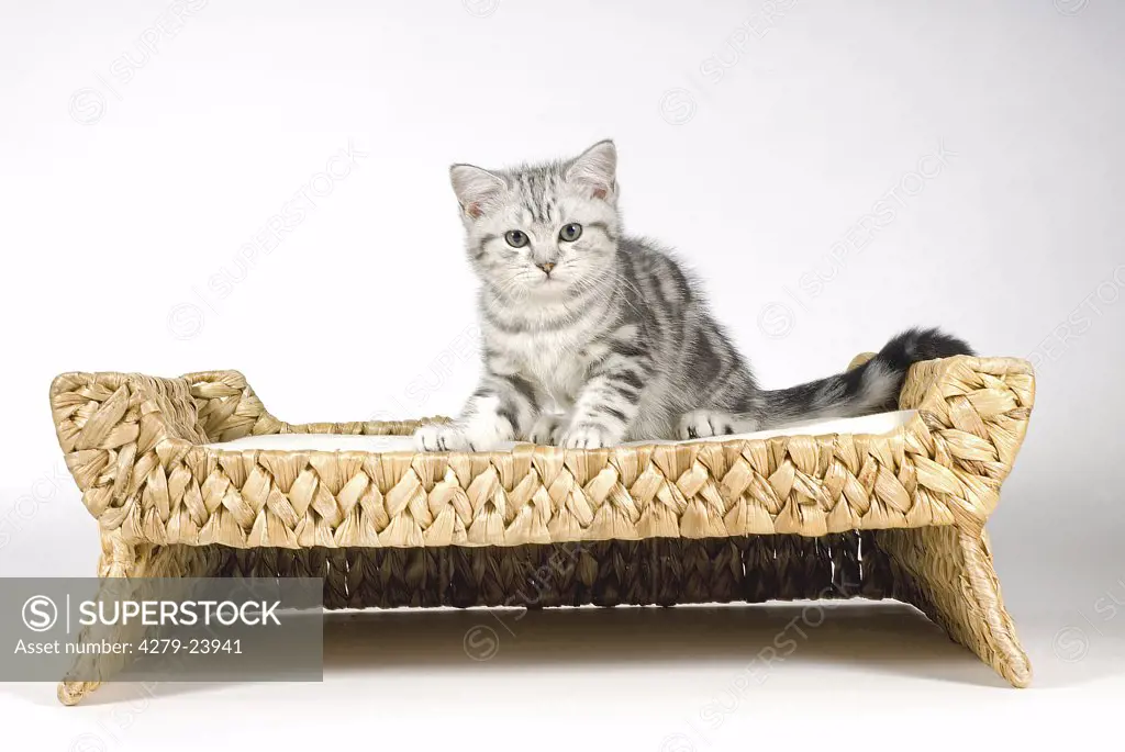 british shorthair - kitten sitting