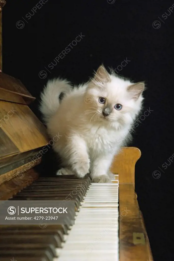 ragdoll - kitten on piano