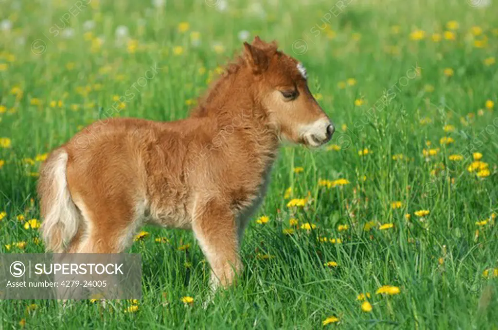 pony - foal standing on meadow
