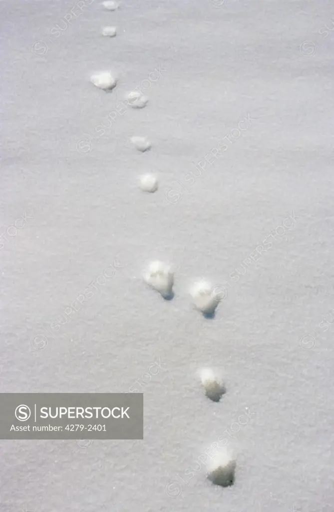 track of blue hare, mountain hare in snow, Lepus timidus
