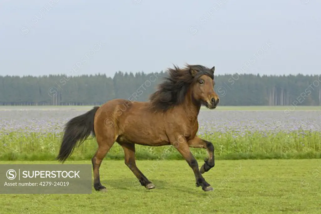 Galloping Icelandic horse in the paddock