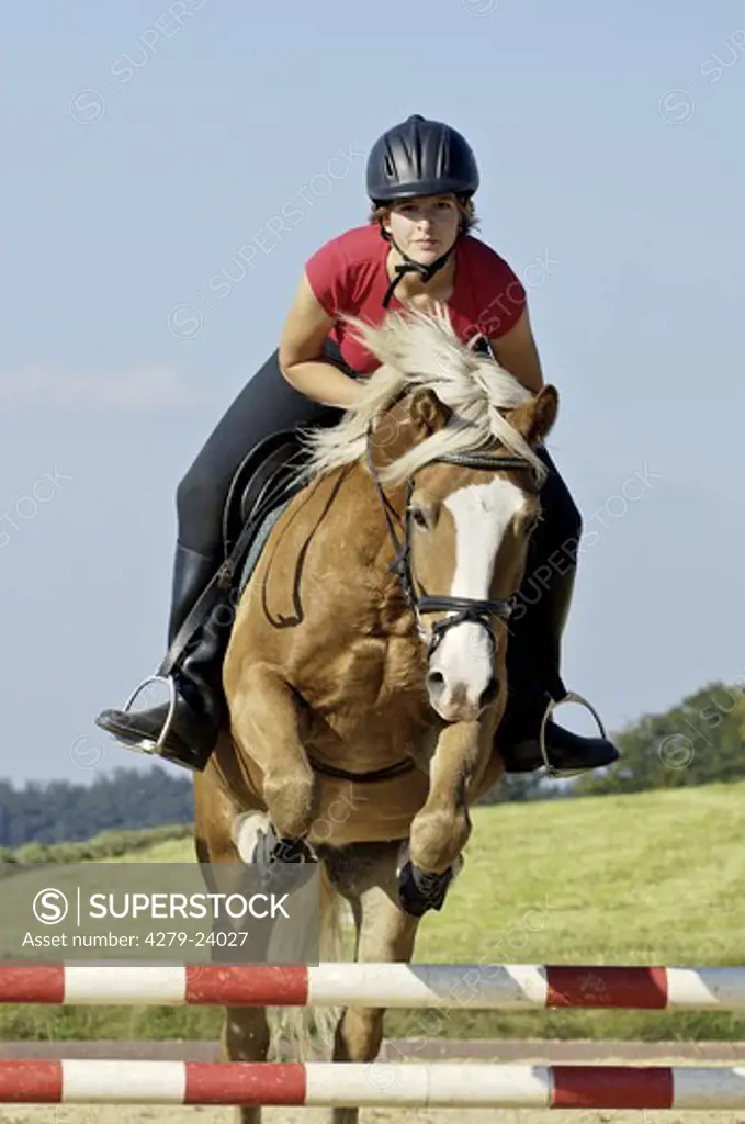 15 years old girl jumping on back of Haflinger horse