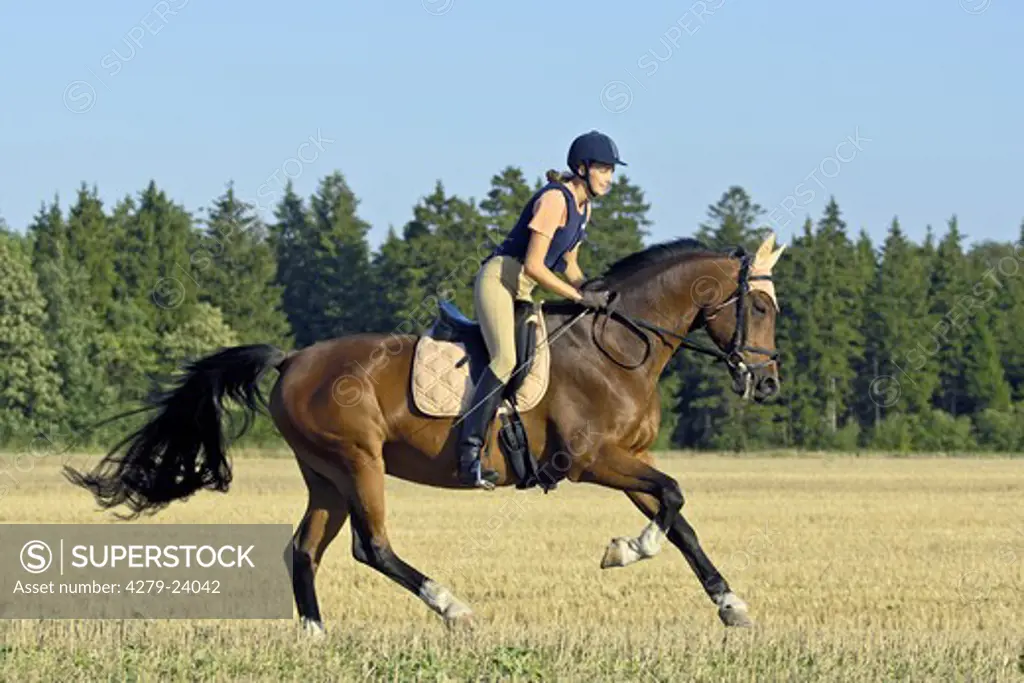 Young lady galloping on back of a Bavarian breed horse and wearing a riding hat and a body protector