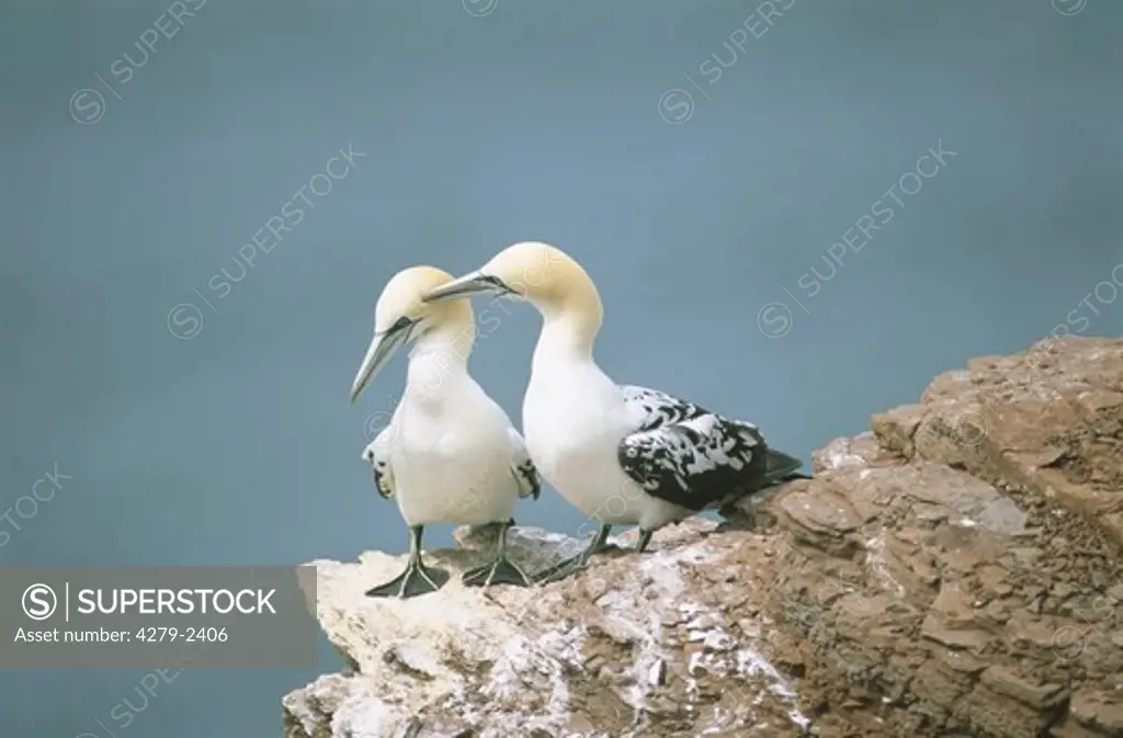 northern gannet, northern gannet