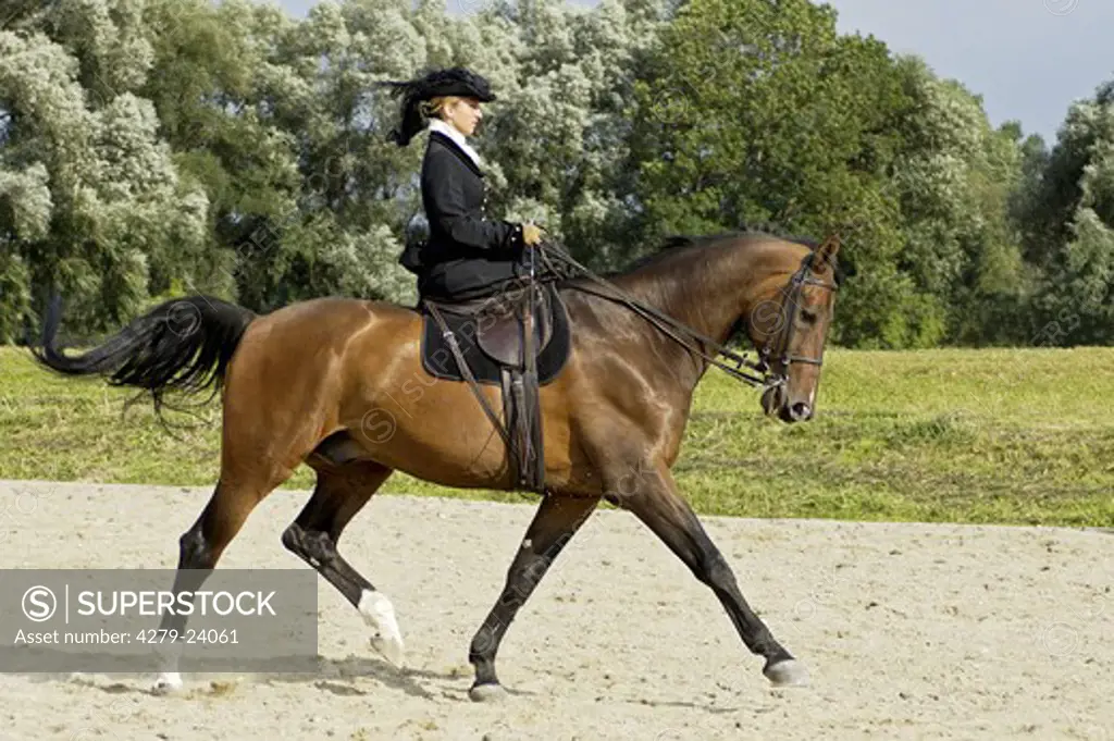 Young rider wearing a lady's riding skirt riding side-saddle on a Bavarian horse