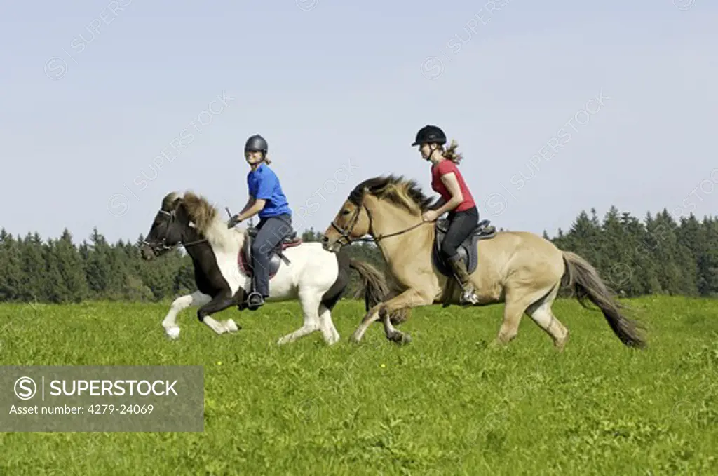 Two young riders galloping across a meadow on back of Icelandic horses
