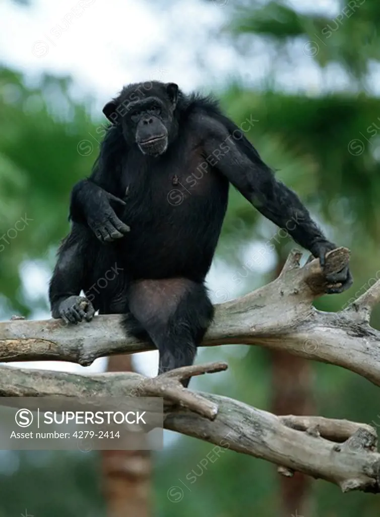 pan troglodytes, savanna chimpanzee
