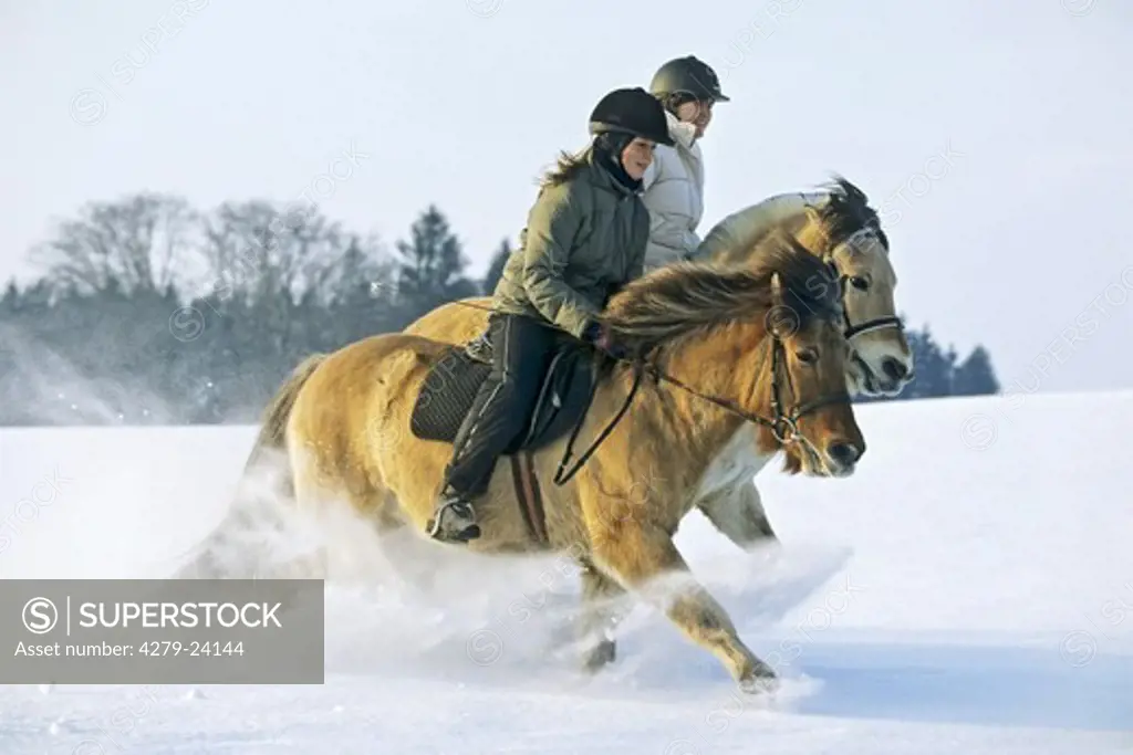 Two riders galloping on back of Norwegian horse and Icelandic horse at winter