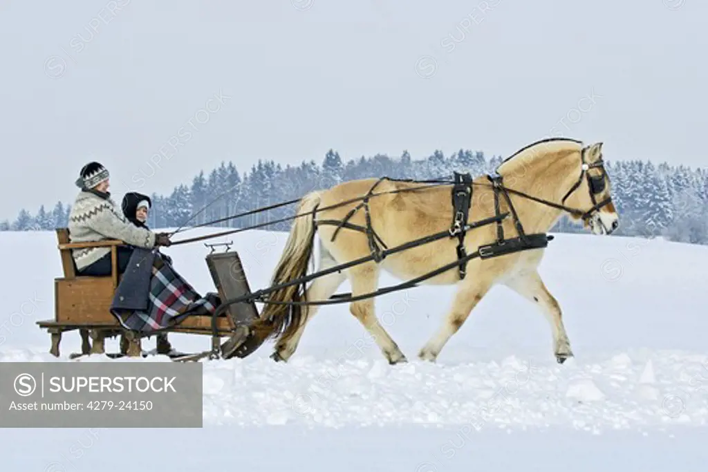 Sleigh riding with a Norwegian horse