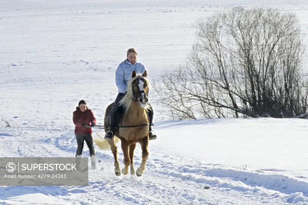 Ski jËring with Haflinger horse