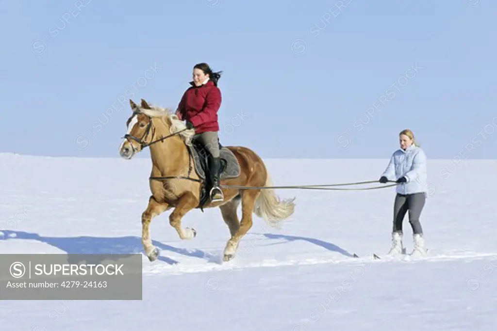 Ski jËring with Haflinger horse