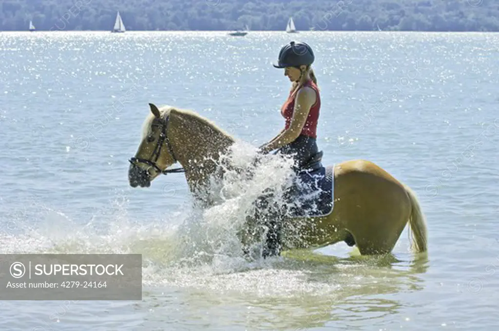 Girl riding on a Haflinger horse in the lake Starnberg (Bavaria, Germany)