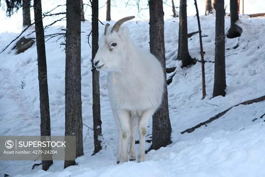 dall sheep - standing in the forest, Ovis dalli