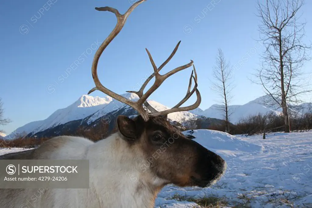 Reindeer - standing in the snow, Rangifer tarandus