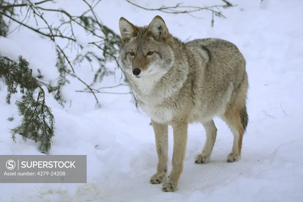 coyote - standing in the snow, Canis latrans