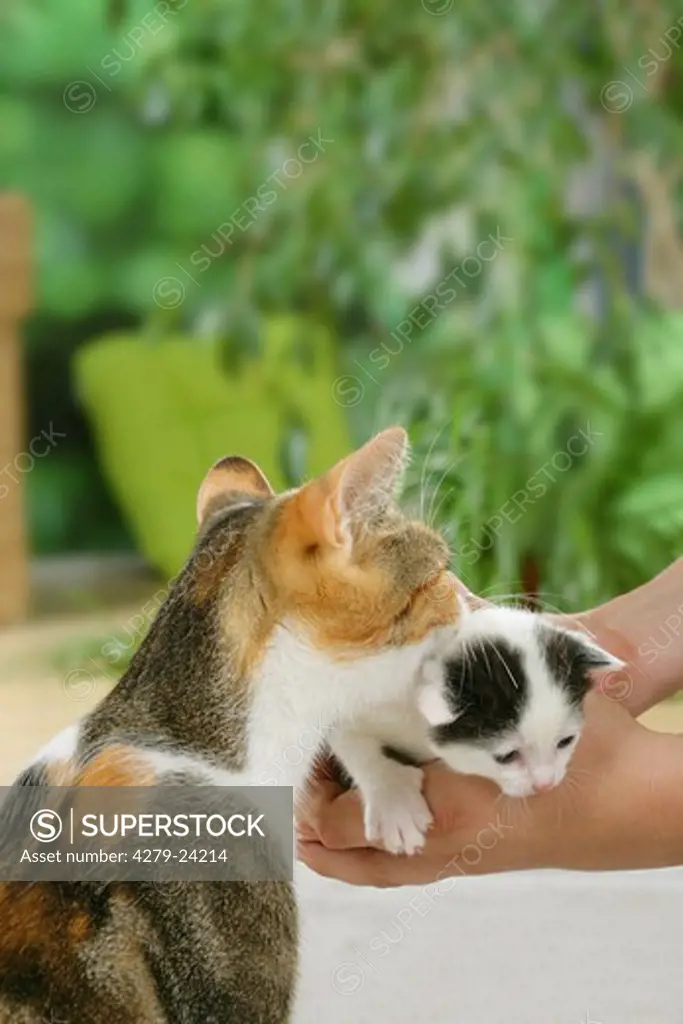 British shorthair cat and kitten