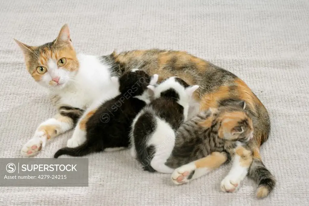 British shorthair cat suckling kittens