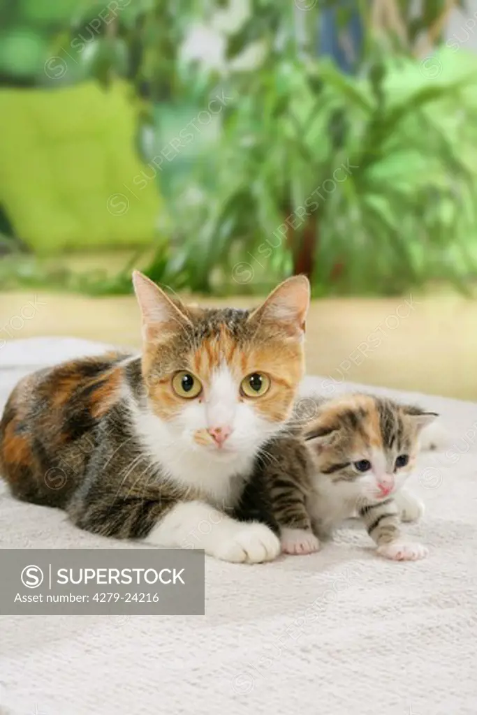 British Shorthair cat and kitten