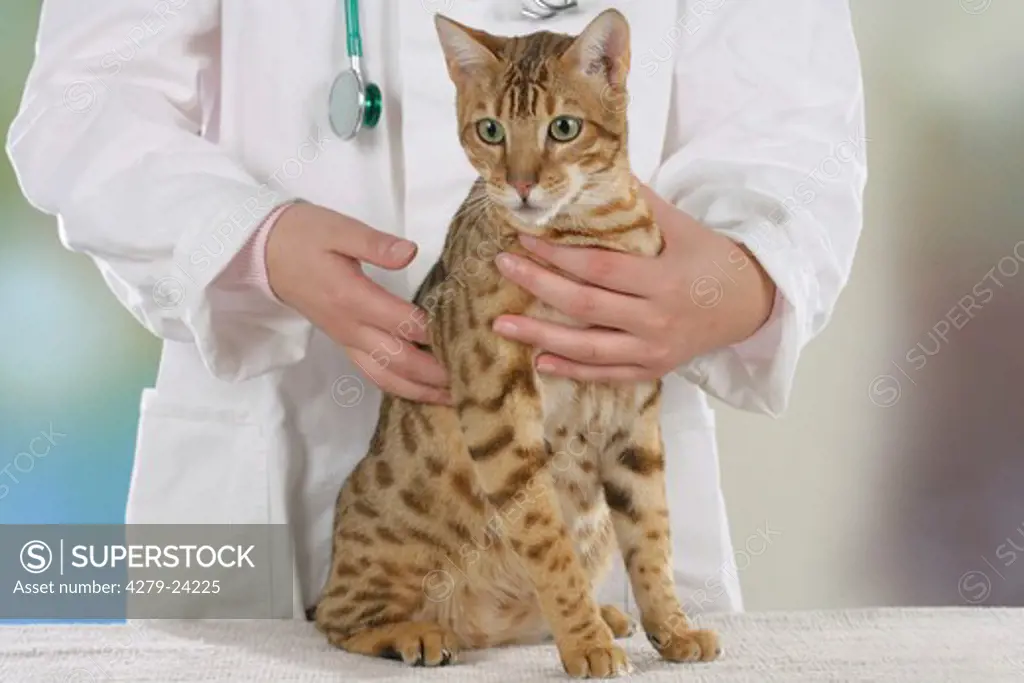 Bengal cat at the veterinary