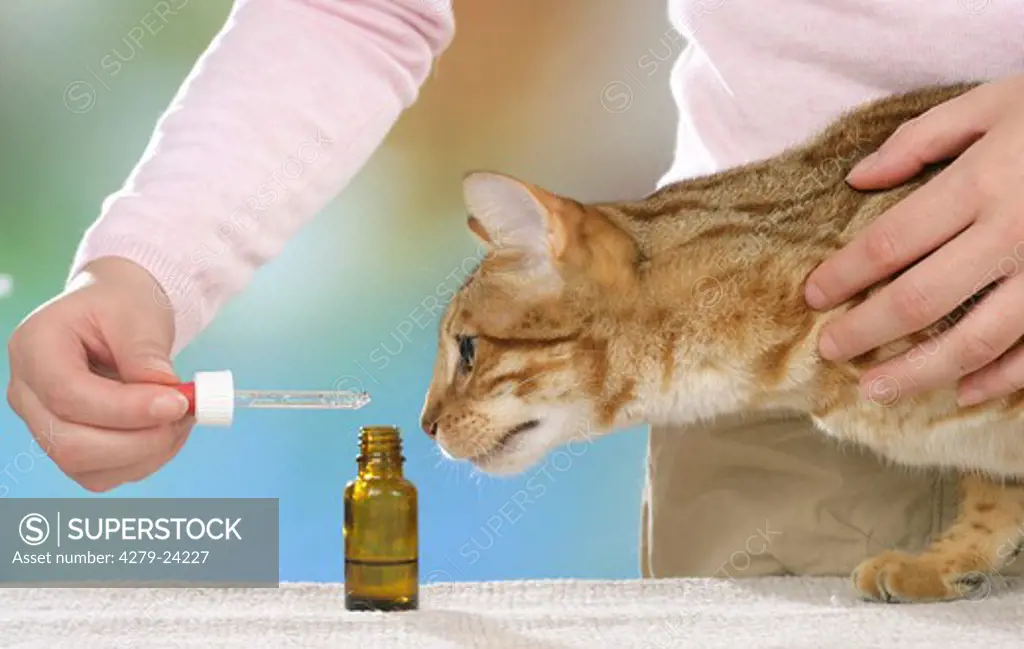 Bengal cat getting medicine