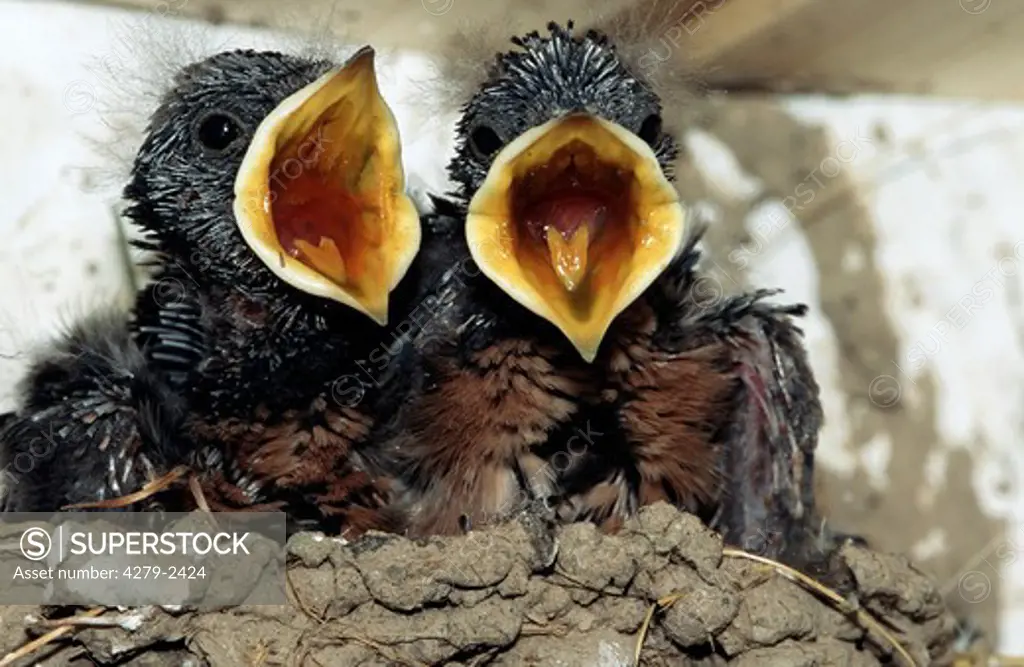 young swallows crying in nest, Hirundo rustica