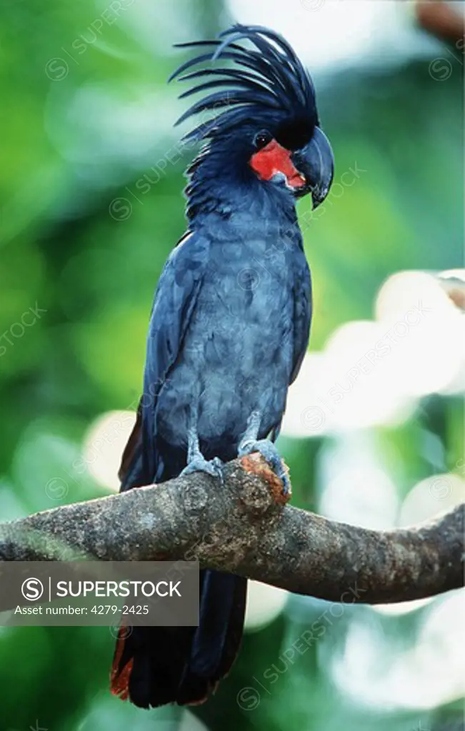 palm cockatoo, Probosciger aterrimus