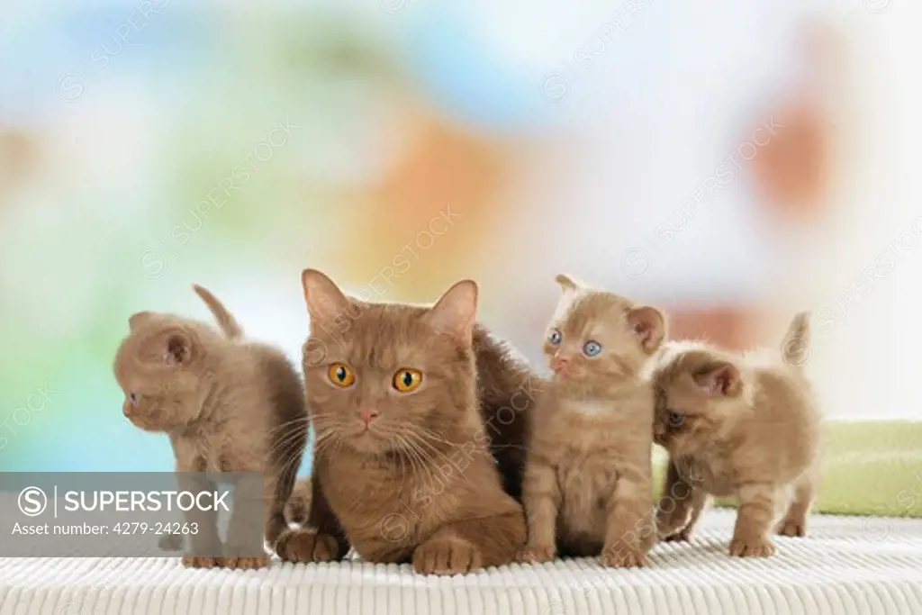 British Shorthair cat with three kittens