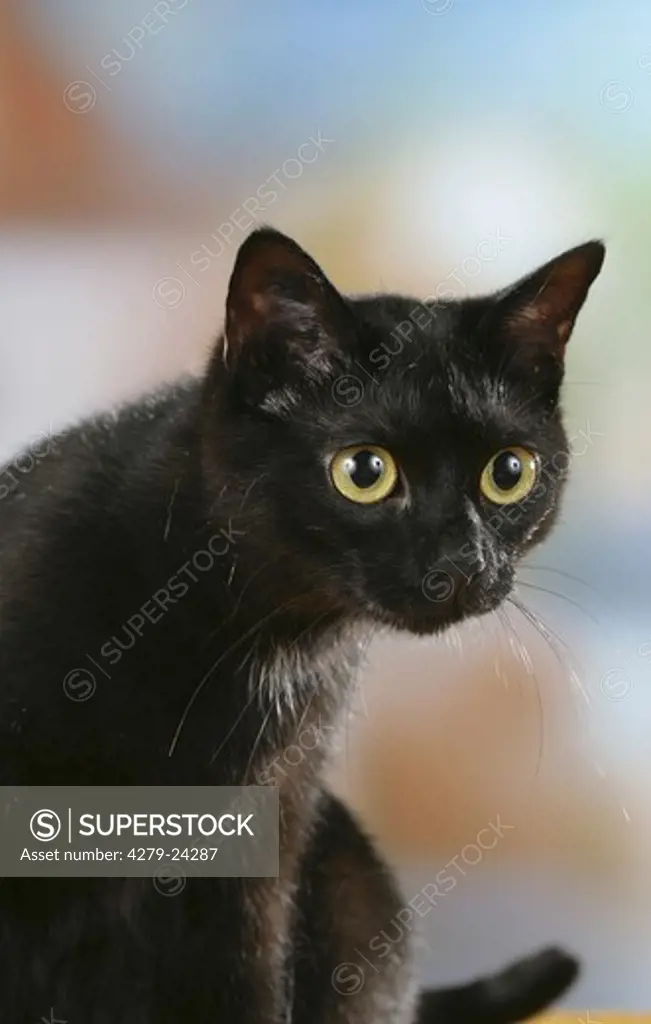black domestic cat - portrait
