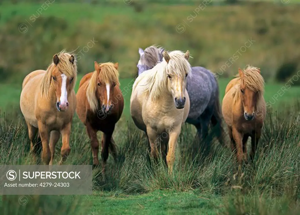 Icelandic horses - herd on meadow