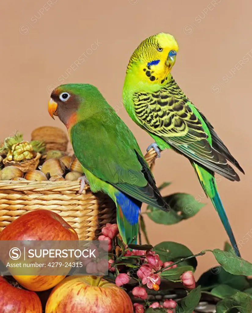 Fiscber's lovebird and budgerigar on basket