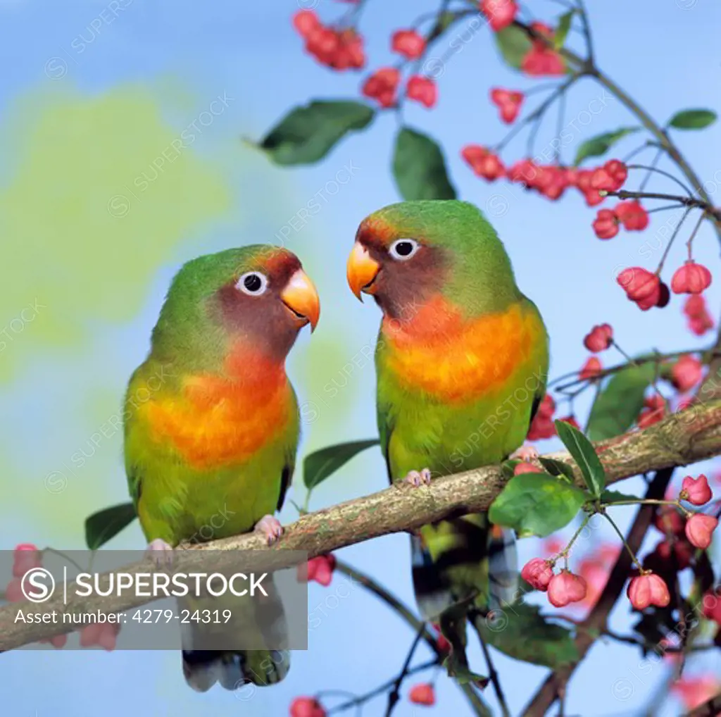 two agapornids (Black-cheeked Lovebird,peach-faced lovebird)