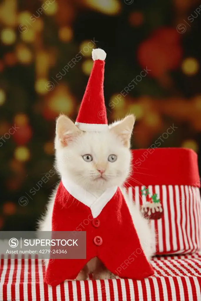 Christmas: Kitten - with Santa Claus hood