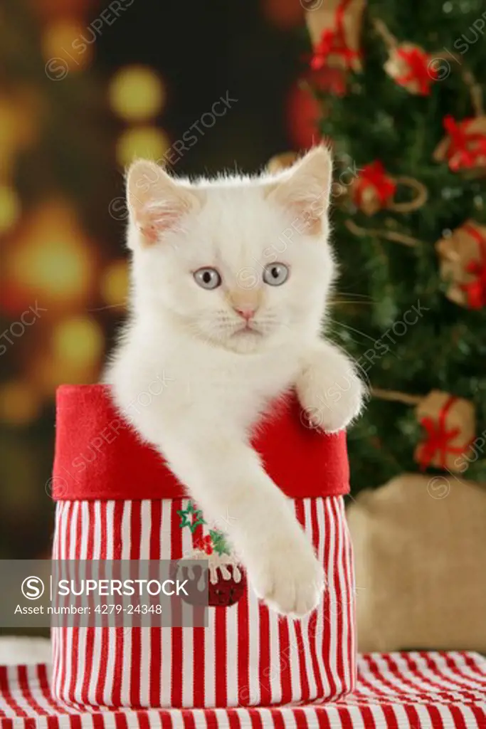 Christmas: Kitten - in bag