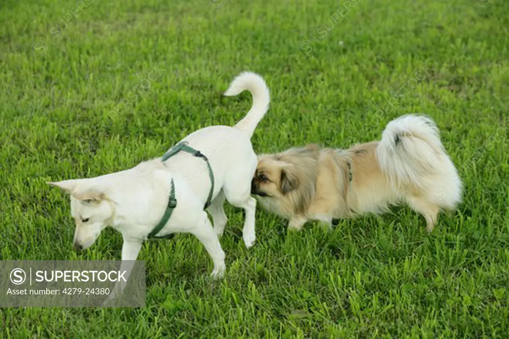 behaviour : Tibetan Spaniel sniffing at half breed dog
