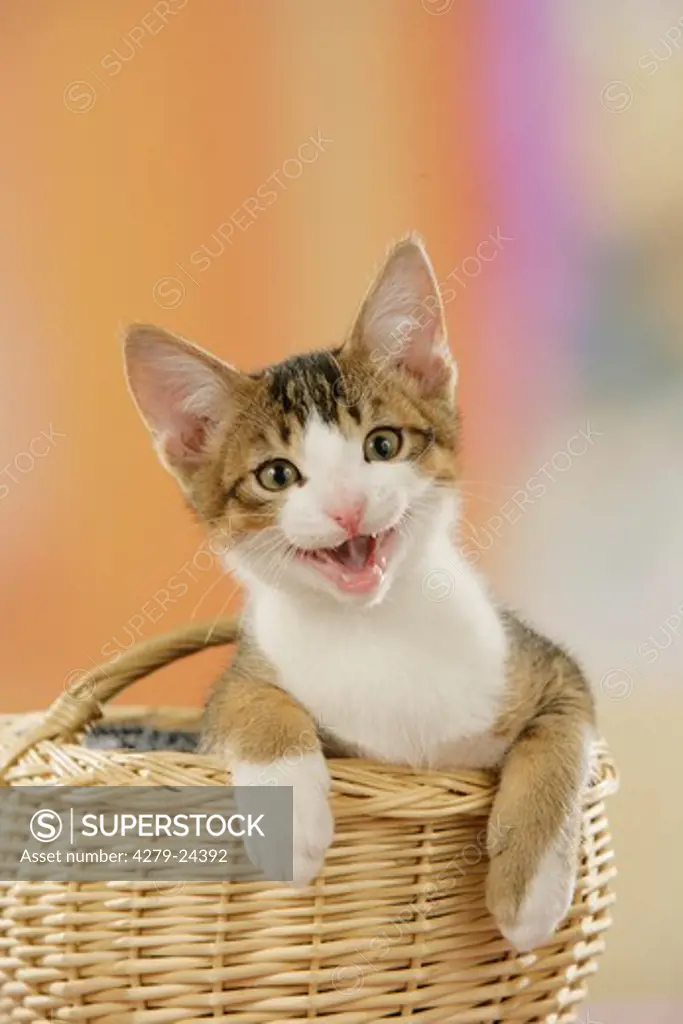 kitten in basket