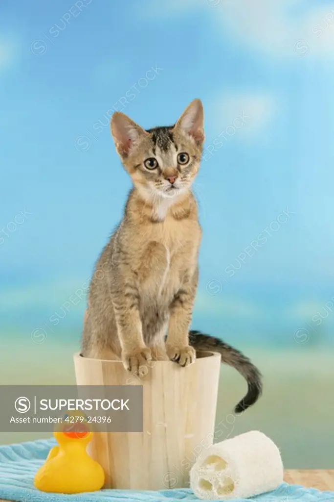 young domestic cat in tub