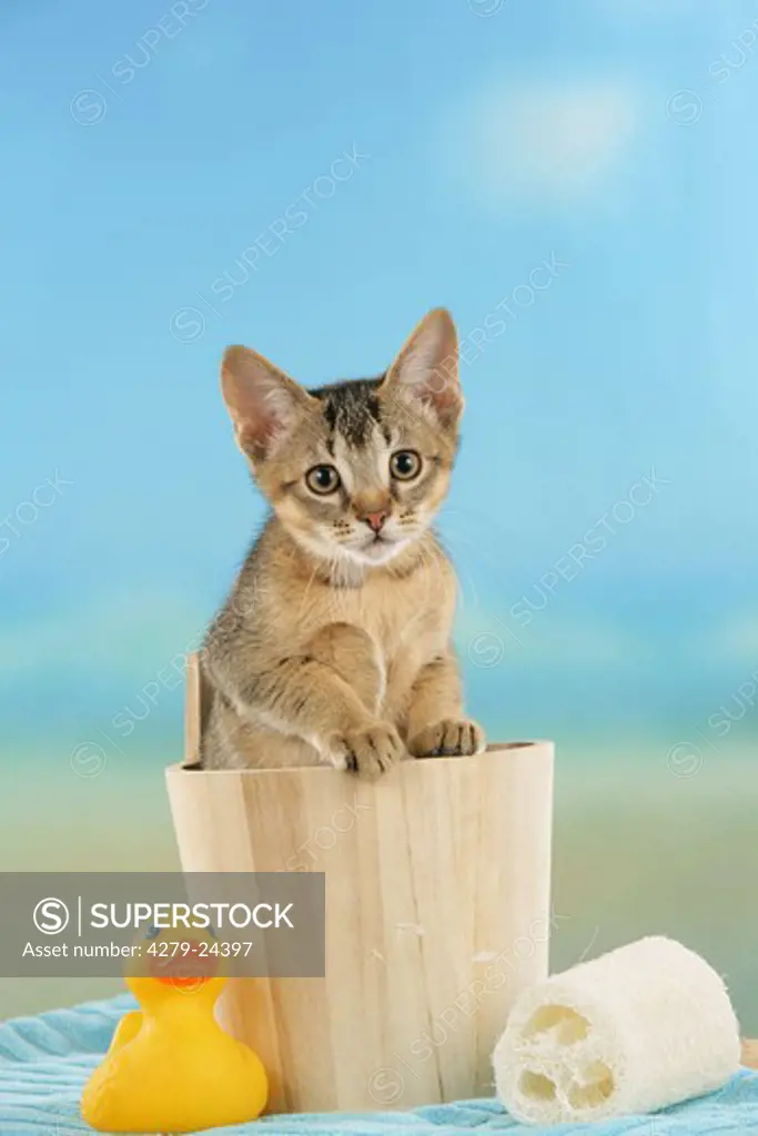 young domestic cat in tub