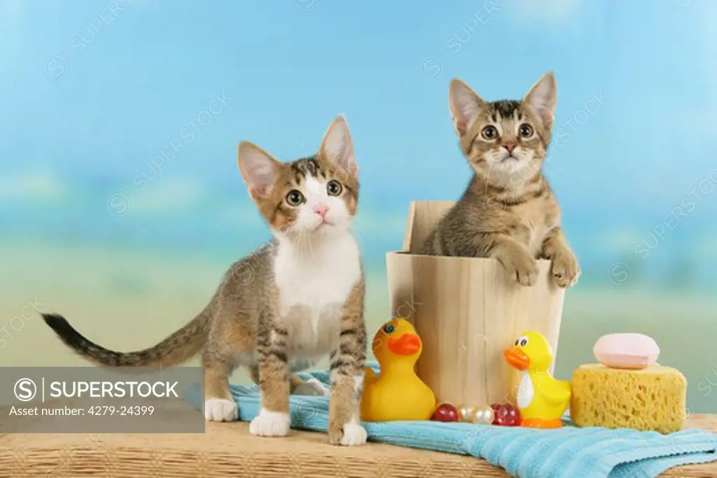 two kittens at tub