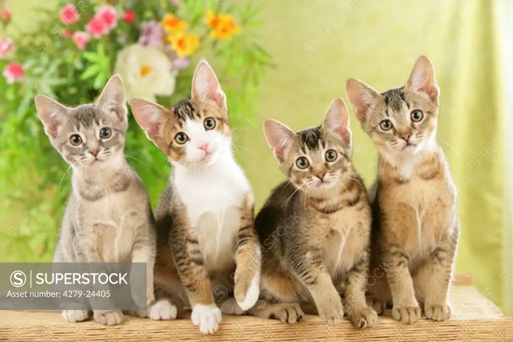 four kittens - sitting