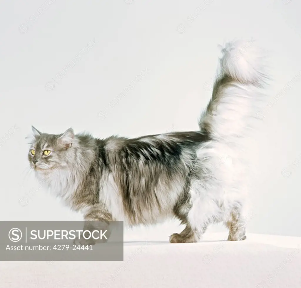 Norwegian Forest cat - cut out