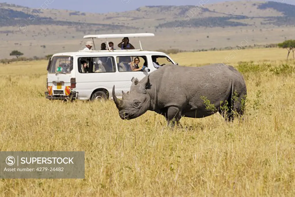 people watching black rhinoceros, Diceros bicornis