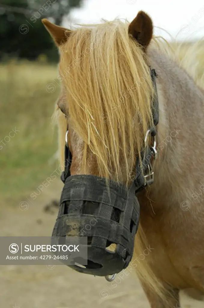 Shetland pony with muzzle - portrait