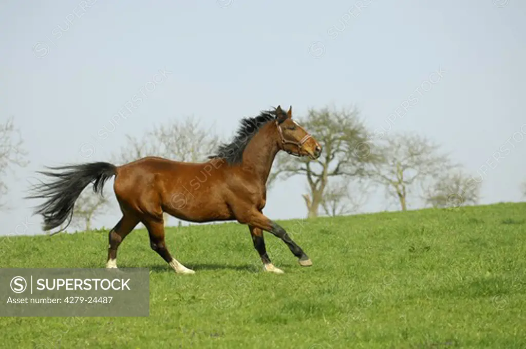 Trakehner - galloping on meadow