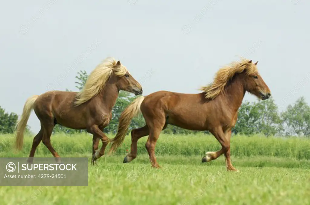 two icelandic horses - running on meadow