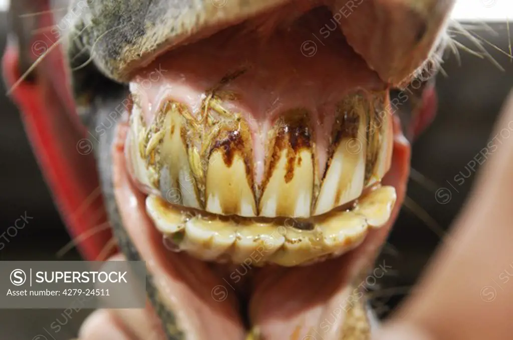 Connemara - set of teeth