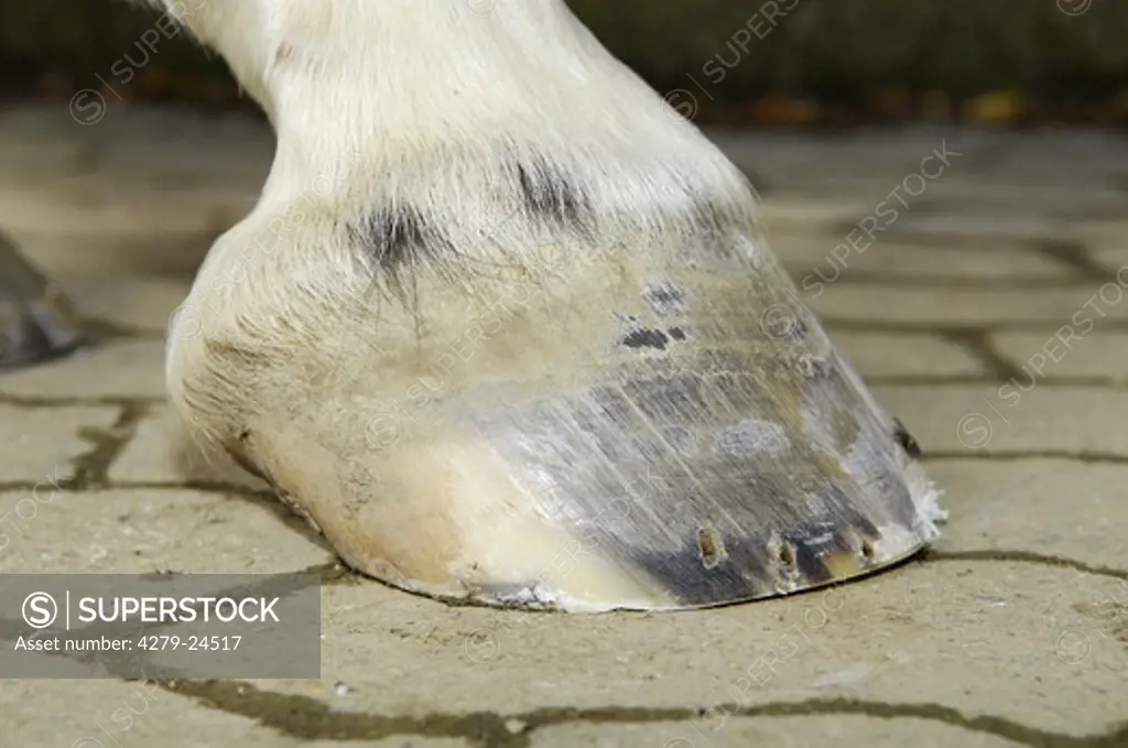 unshod hoof of a horse