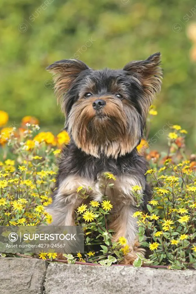Yorkshire Terrier - sitting between flowers