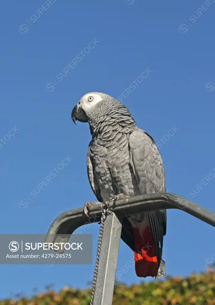 grey parrot sitting on handrail, Psittacus erithacus