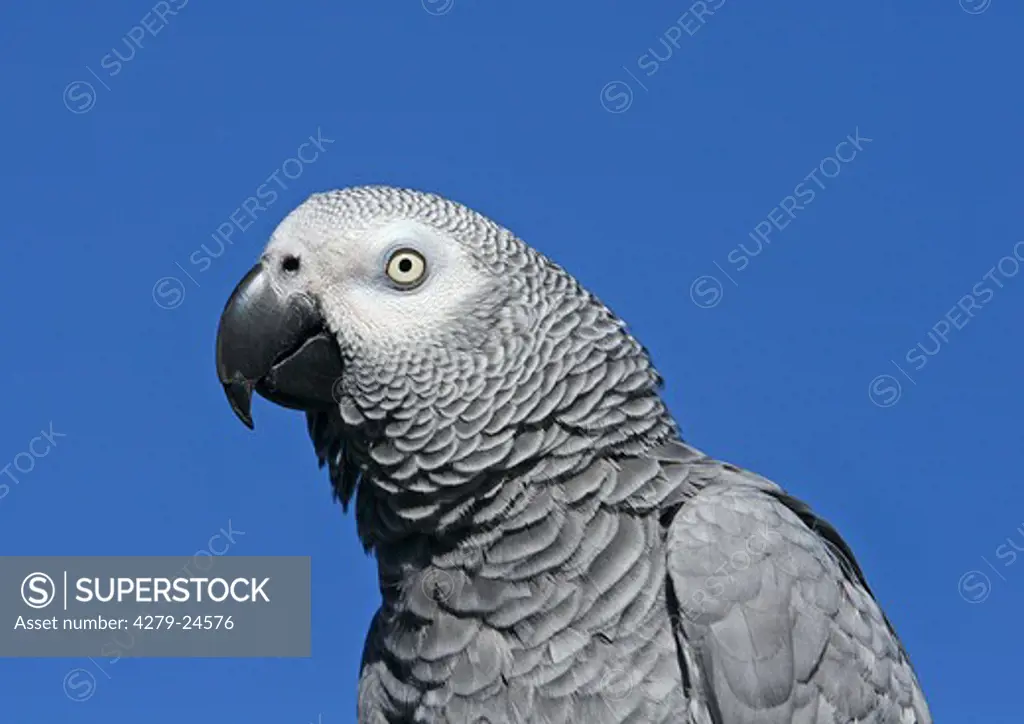 grey parrot - portrait, Psittacus erithacus