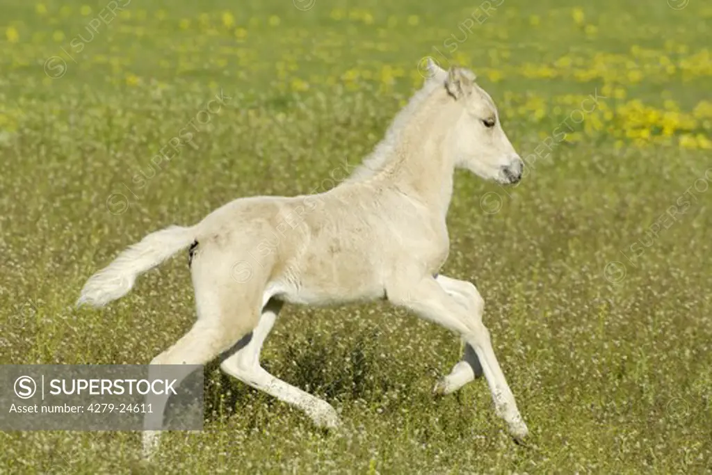 Icelandic horse foal galloping in a meadow